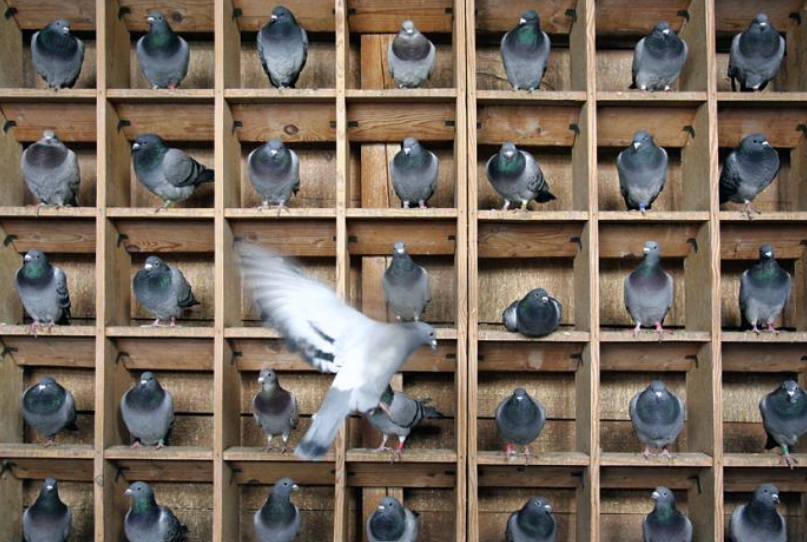 Pigeonhole